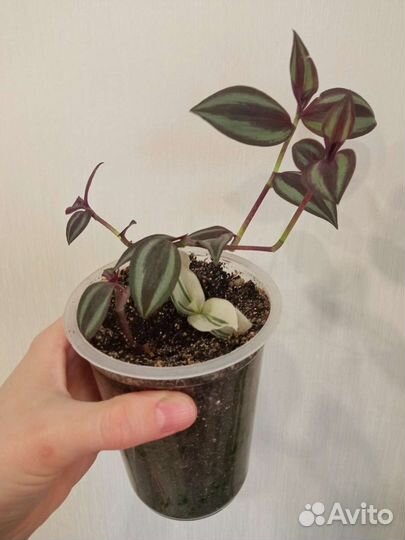 Традесканция