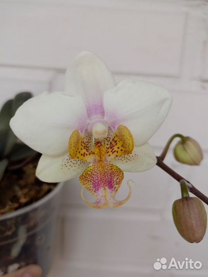 Орхидея фаленопсис Joy Philippine Princess