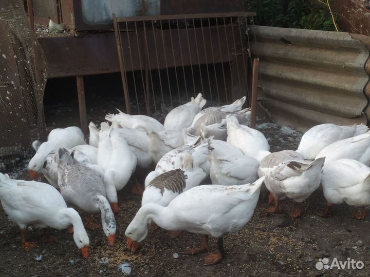 Продам Домашнюю птицу