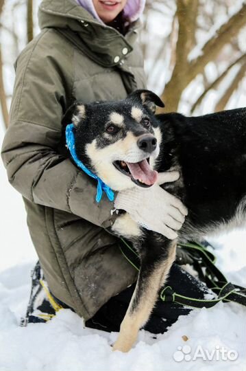 Обалденный пес нуждается в семье