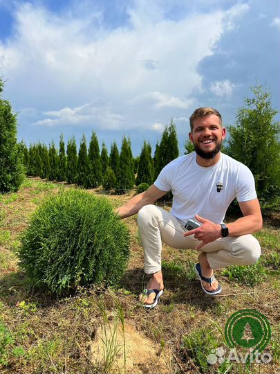 Туи шаровидные