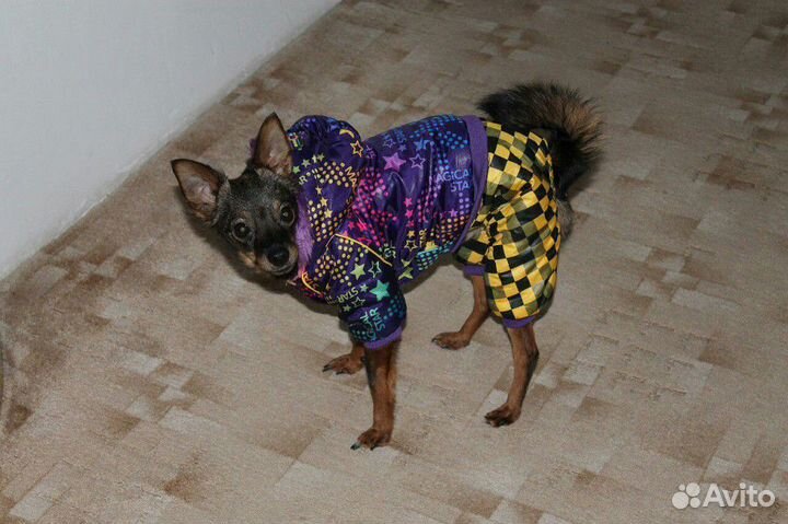 Одежда для собак