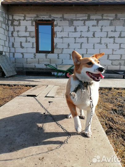 Девочка 8-9 месяцев