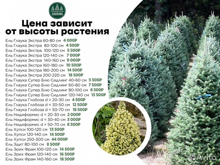 Ель Нидиформис 20-30 см