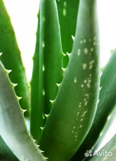 Алоэ лечебный