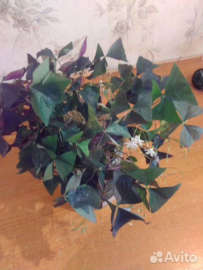 Кислица оксалис зеленая