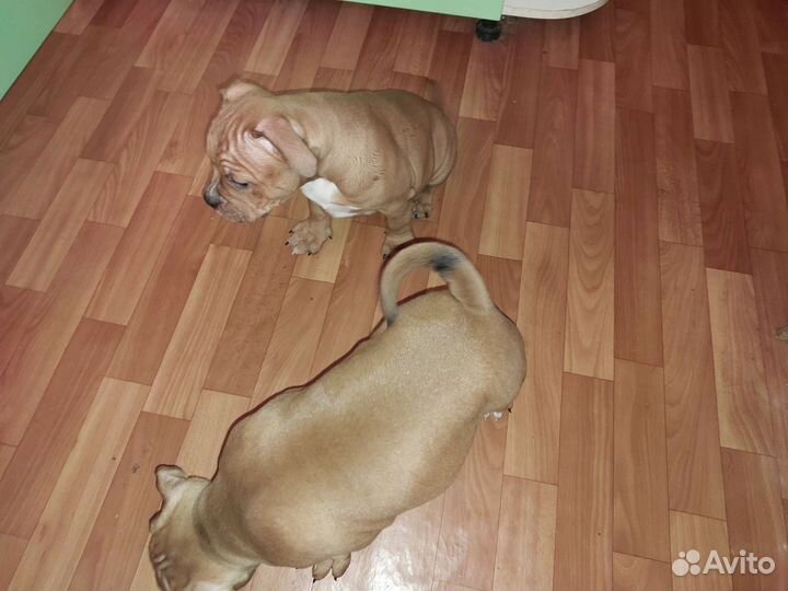 Американский булли покет щенки