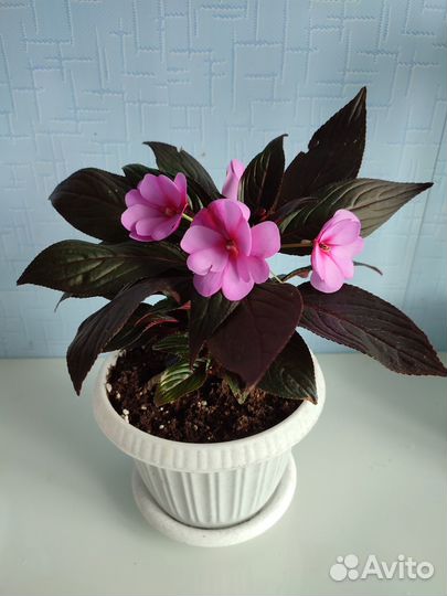 Бальзамин новогвинейский