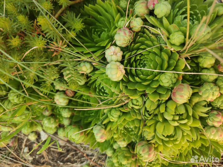 Молодило, каменная роза для флорариума