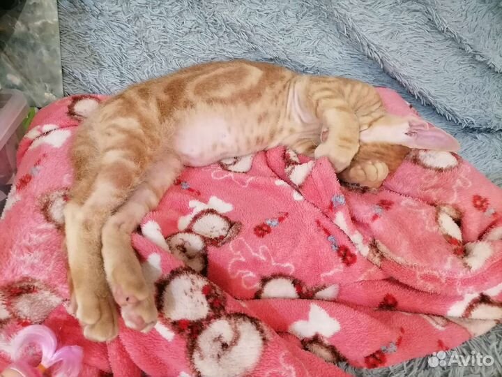 Донской сфинкс котенок