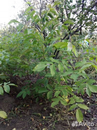 Грецкий орех