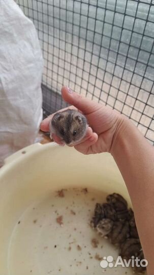 Джунгарский хомяк