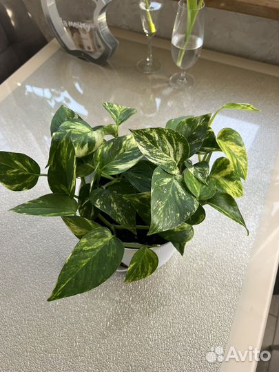 Сциндапсус