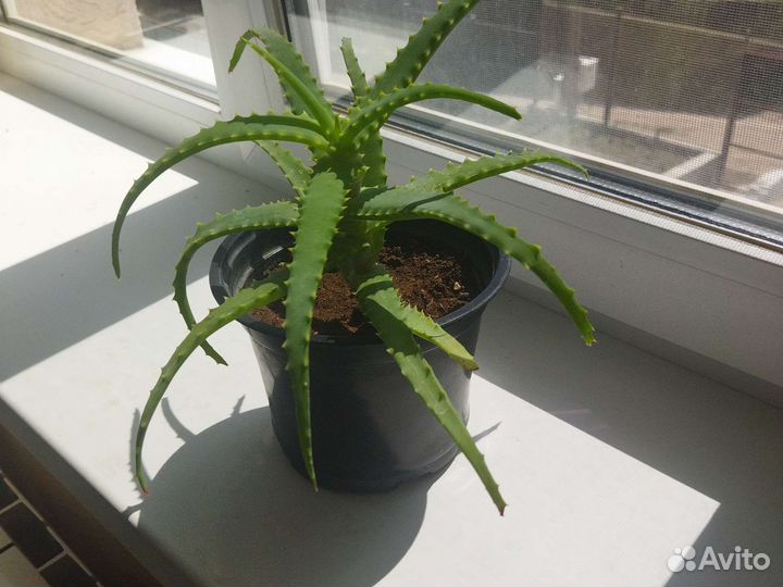 Алоэ столетник лечебный