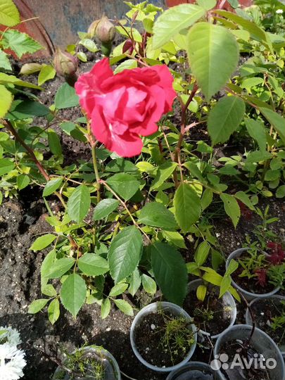 Кустовые розы саженцы