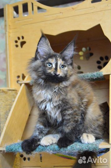 Девочка мейн-кун