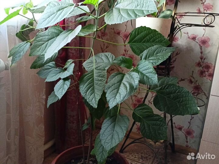 Комнатные растения, взрослые и саженцы