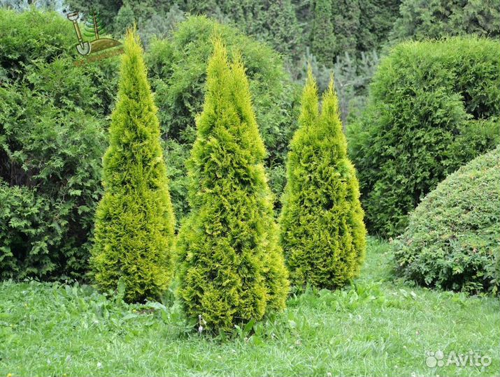 Туя колумна 1.7 м
