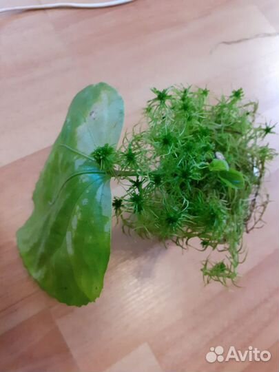 Гибискус Space Oddity, филодендрон Золотой крокоди