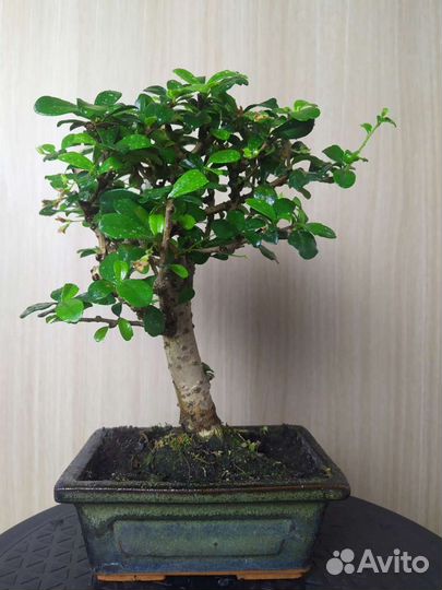 Бонсай чайная церемония 25 см