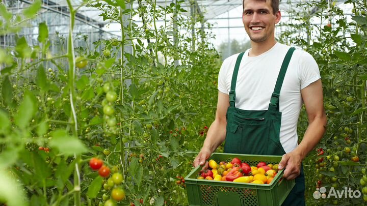Рабочий в теплицу. Вахта