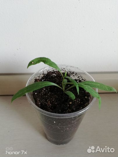 Ягоды годжи