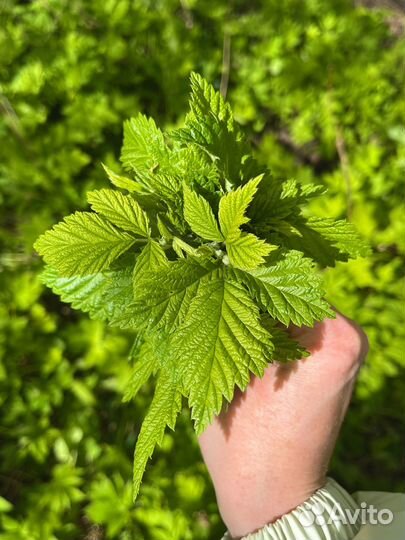 Листья малины