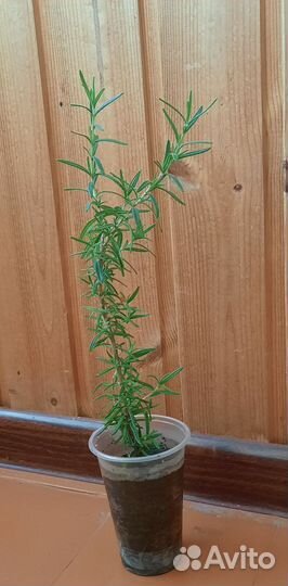 Розмарин саженцы