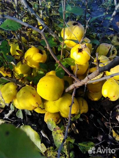 Саженцы Айвы японской