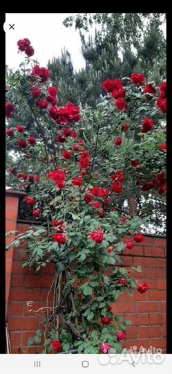 Роза красная