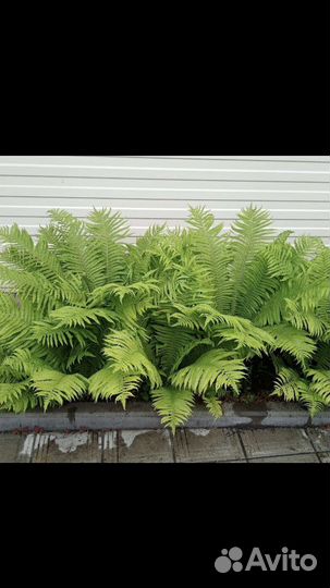 Папоротник