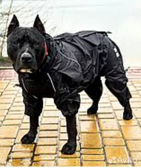 Одежда для средних собак