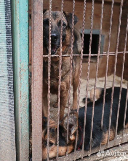 Джеффри хочет домой