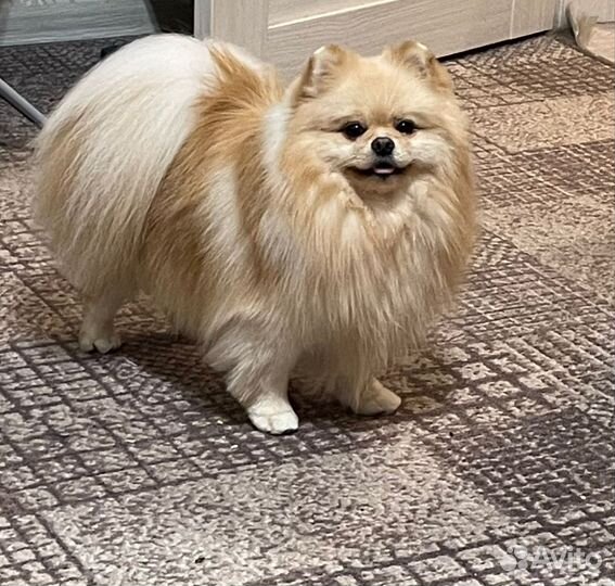 Вязка Померанский Шпиц ищет невесту