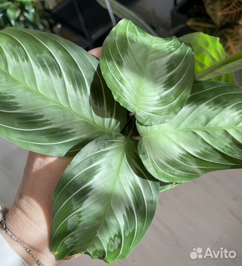 Маранта сильвер бэнд