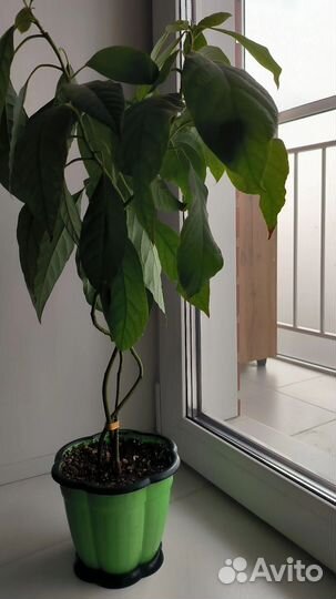 Авокадо растение