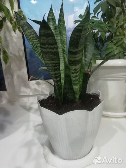 Сансевиерия