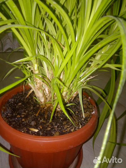 Винтовая пальма Панданус (отростки)