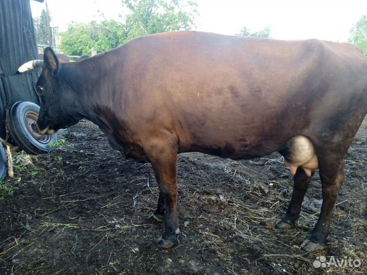 Корова и первотелка