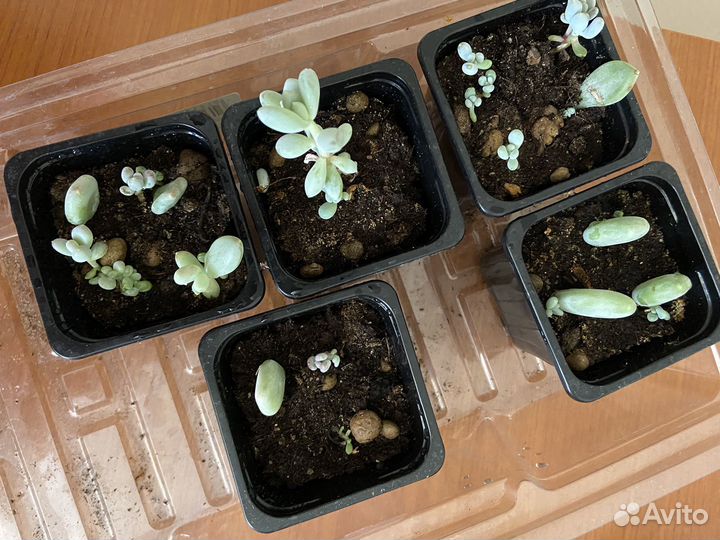 Суккуленты набор детки