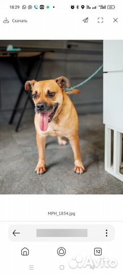 Маленькая собака в добрые руки