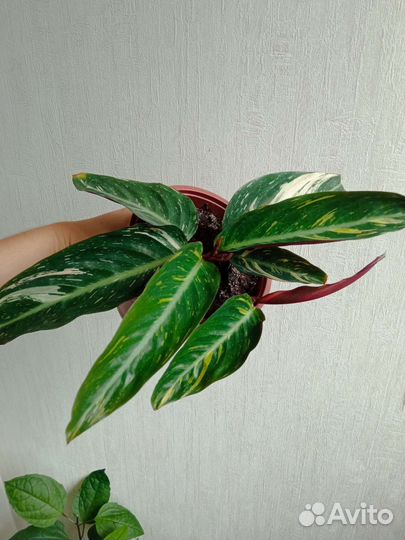 Строманта Мэджик стар