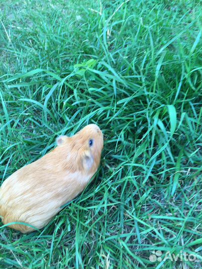 Свежая трава/сено для домашних питомцев