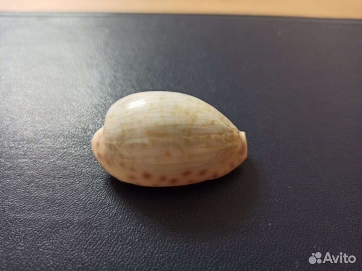 Морская раковина