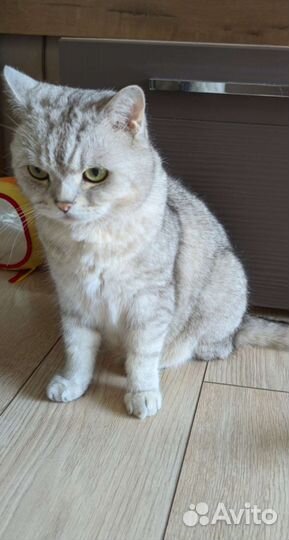 Шотландский кот