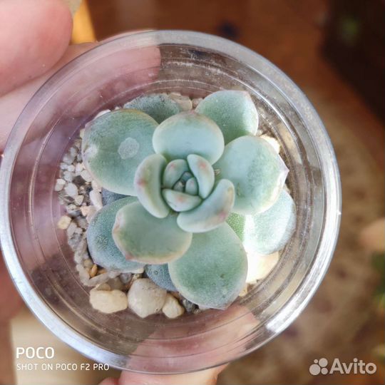 Суккуленты