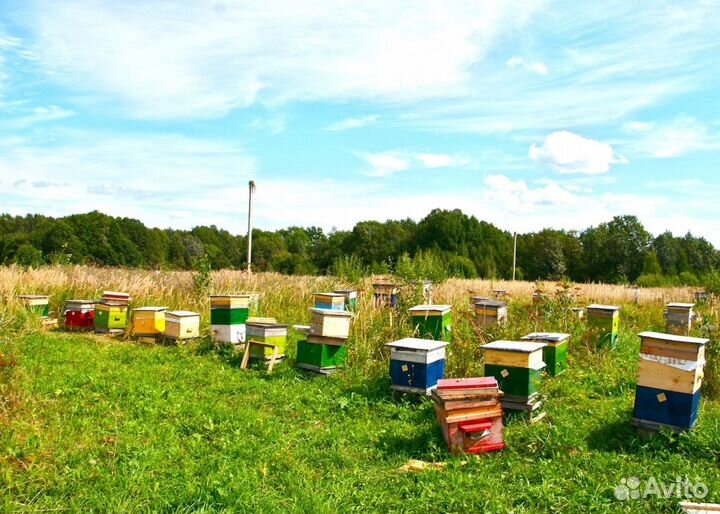 2024 Мёд натуральный с Алтая опт