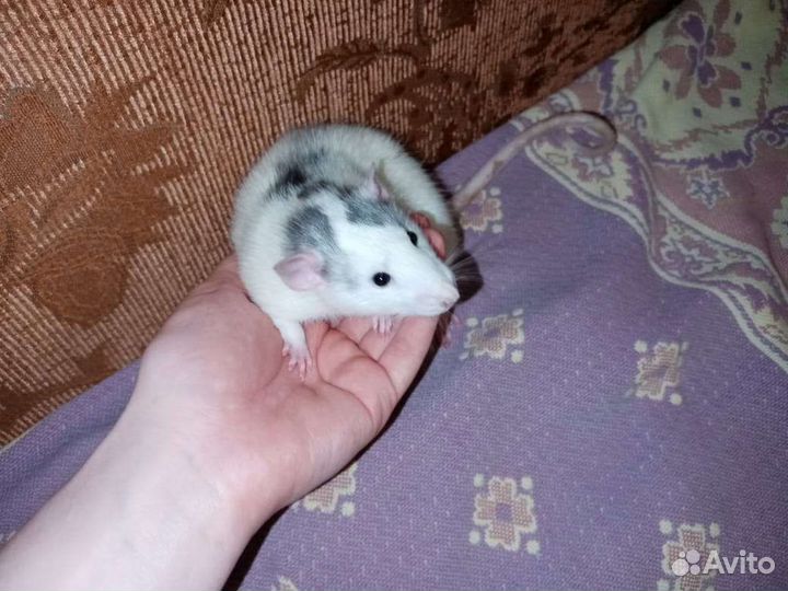 Крыса в добрые руки