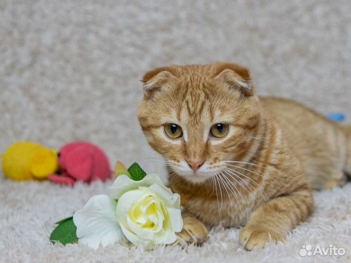Вислоухий котик 7 мес метис Скоттиш