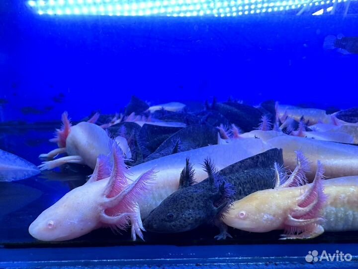 Аксолотль серый, белый, желтый